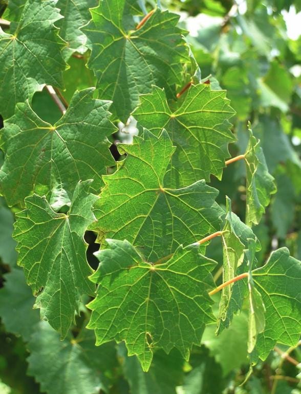Close-up of green leaves with a blurred natural background