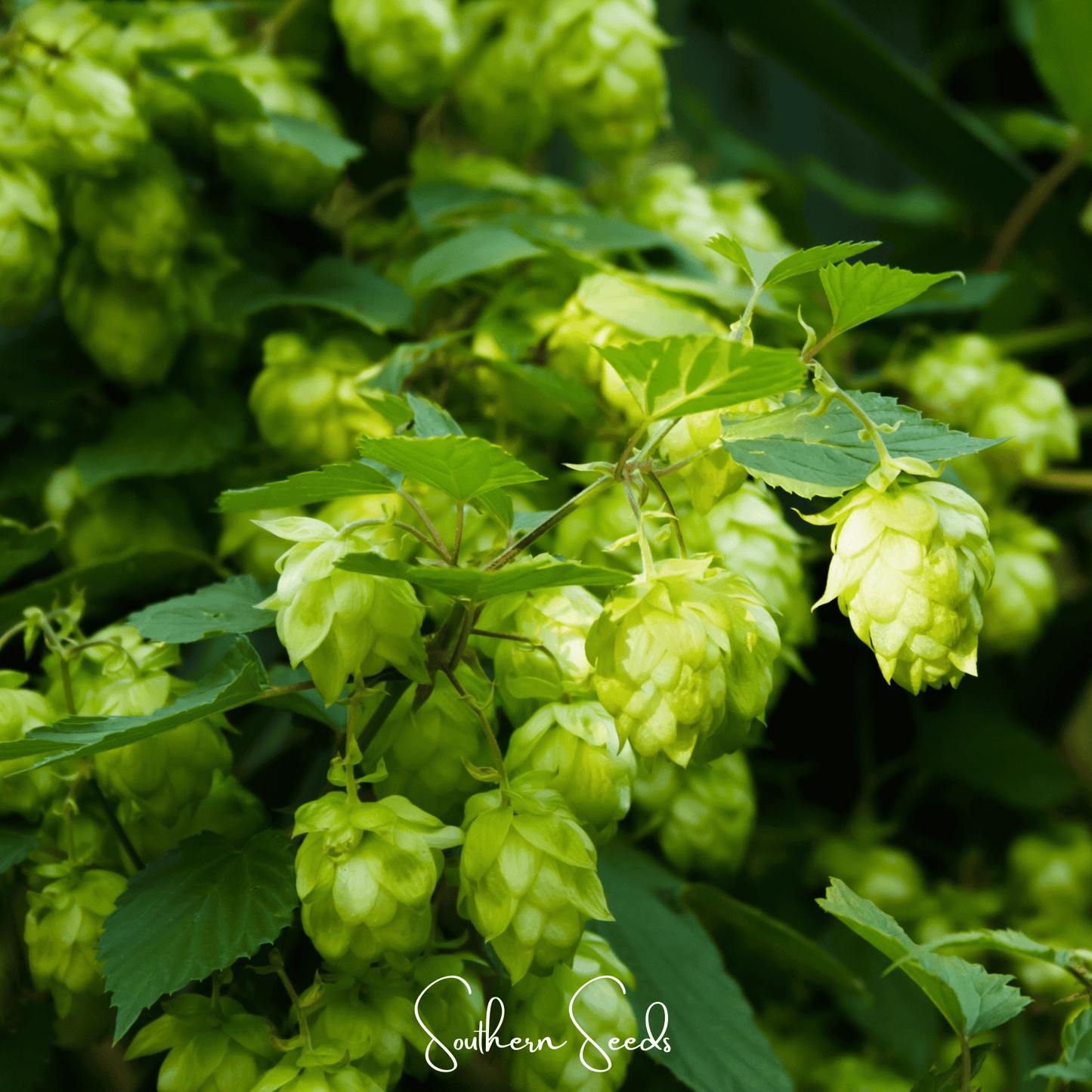 Beer Hops – 20 Seeds