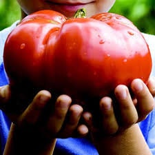 Person holding a large red tomato with a blurred green background