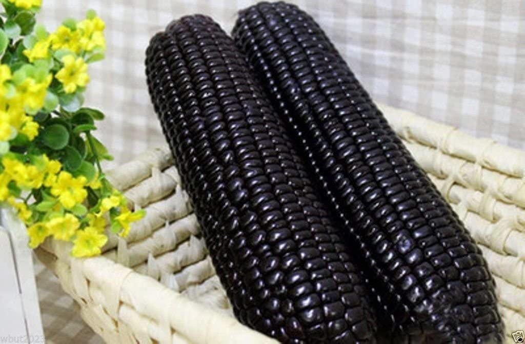 RARE (NATIVE AMERICAN) Heirloom Organic Black Aztec Corn Seeds (Black Mexican Corn) Seeds