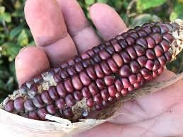 Purple corn cob held in a hand with a blurred green background