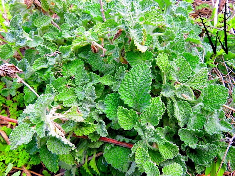 Heirloom Organic White Horehound Seeds aka Marrubium vulgare medicinal herb seeds