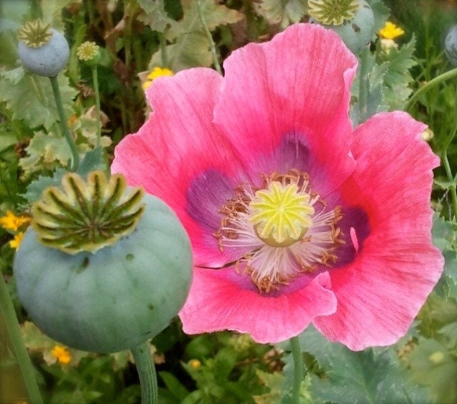 Heirloom Organic Hens and Chicks Poppy Seeds Aka Hen and chick papaver somniferum, Bread seed opium poppies