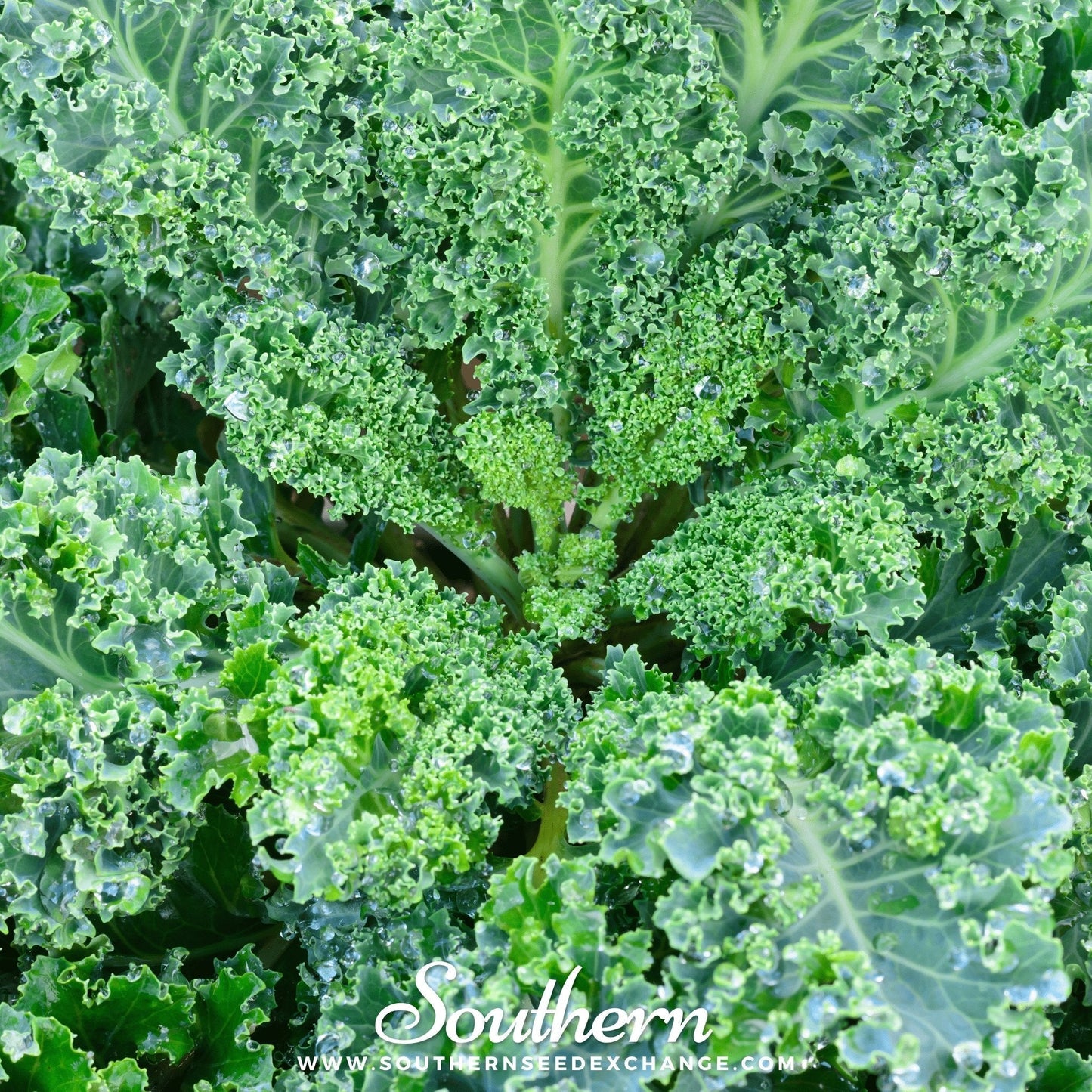 Vates Blue Scotch Curled Kale – 250 Seeds