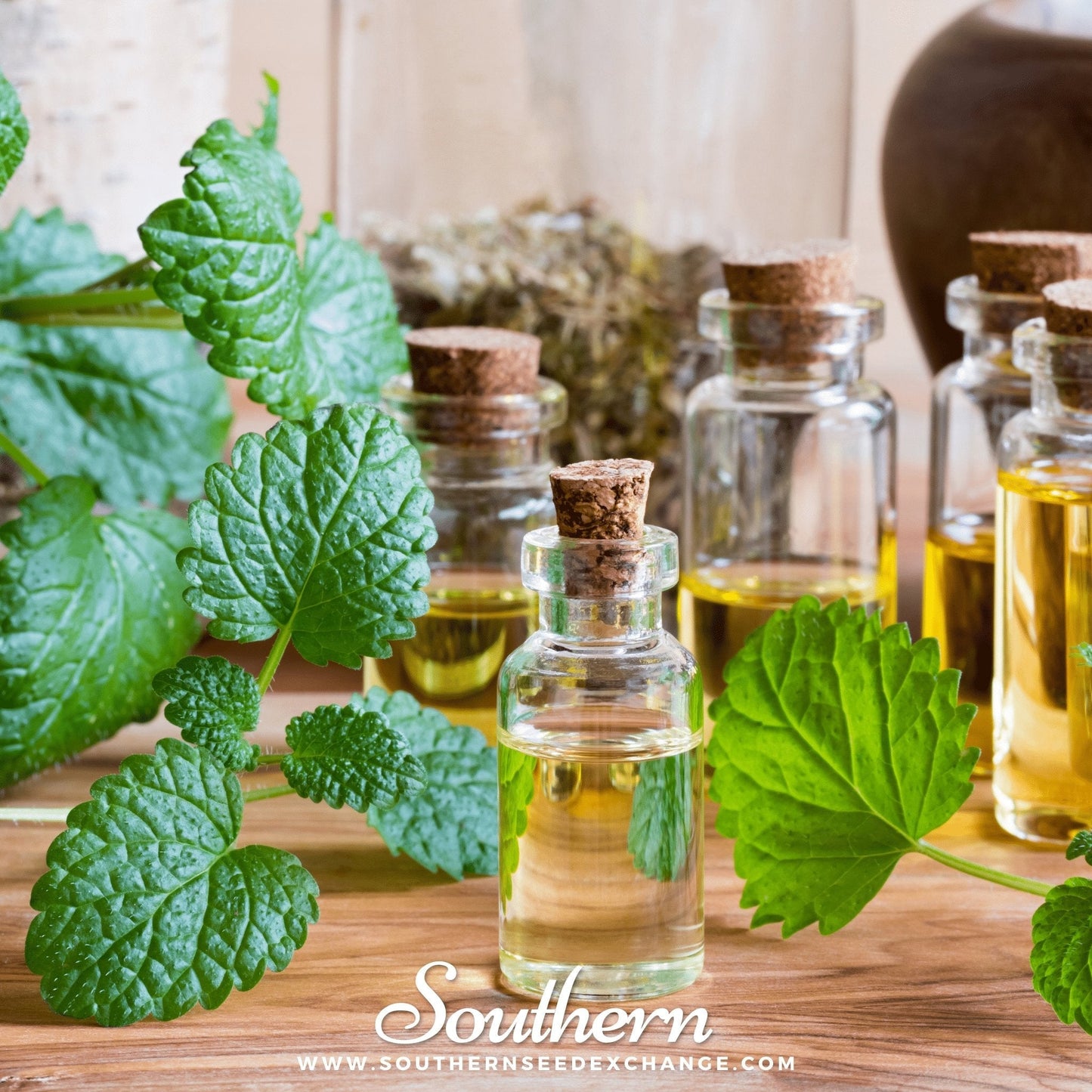 Glass bottles with cork stoppers containing a clear liquid, surrounded by green leaves on a wooden surface.