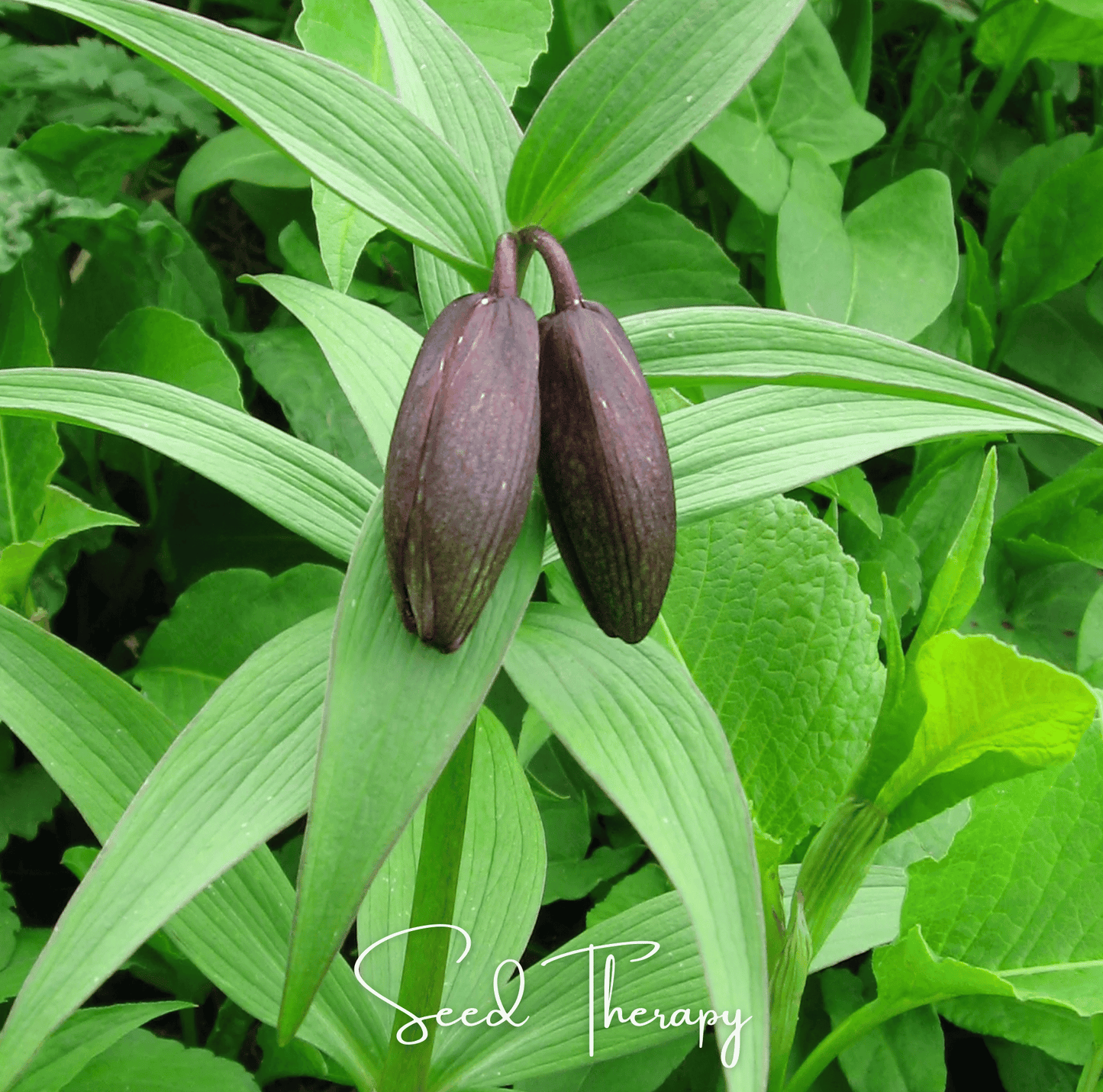 Two brown seed pods on green leaves with 'Seed Therapy' branding.