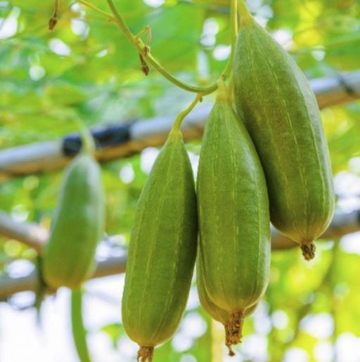 Green luffa hanging from a tree branch with a blurred green background