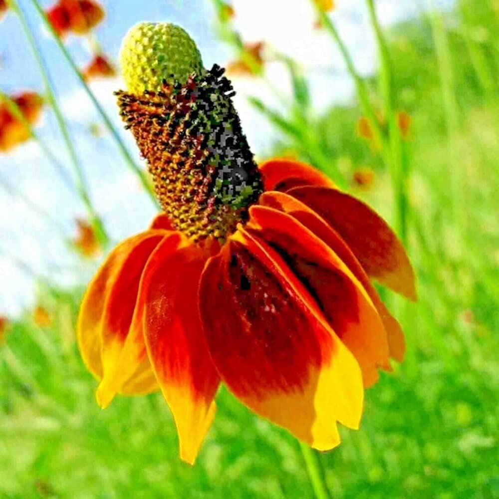 Close-up of a vibrant orange and yellow flower with a green center against a blurred natural background.