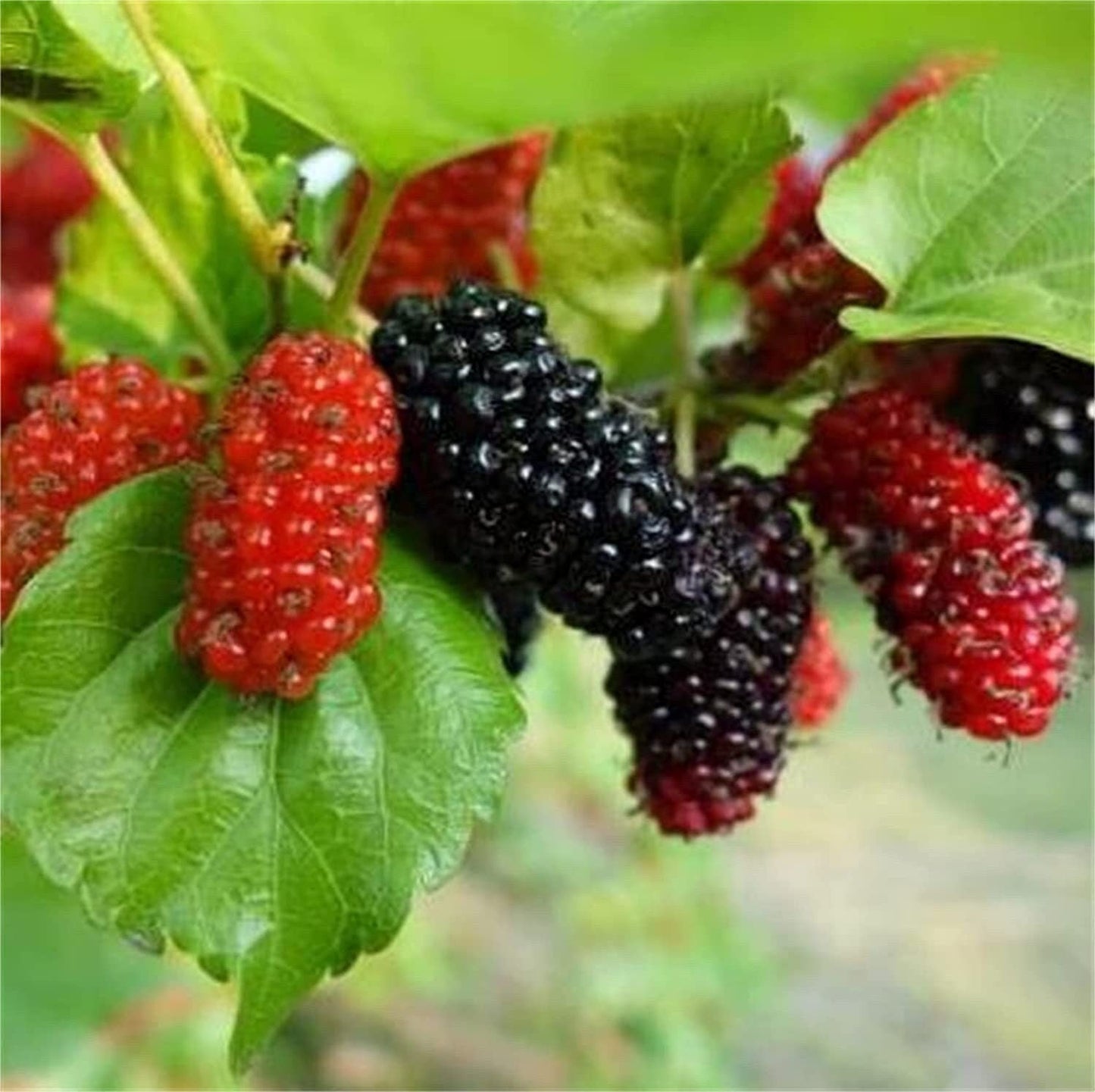 Red and black mulberries on a branch with green leaves.