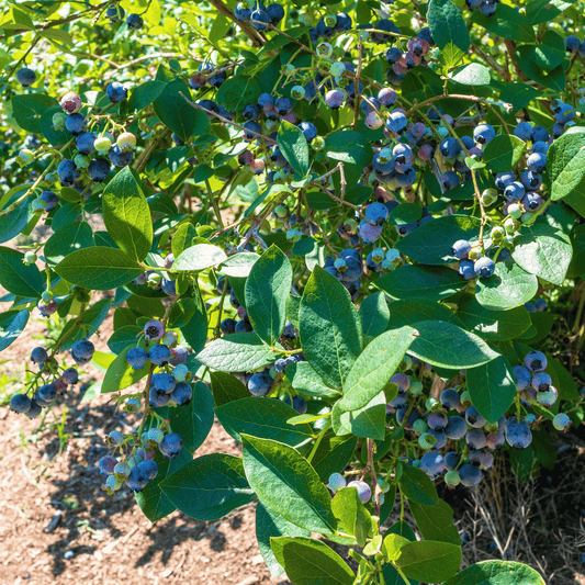 Blueberries growing on a bush with green leaves