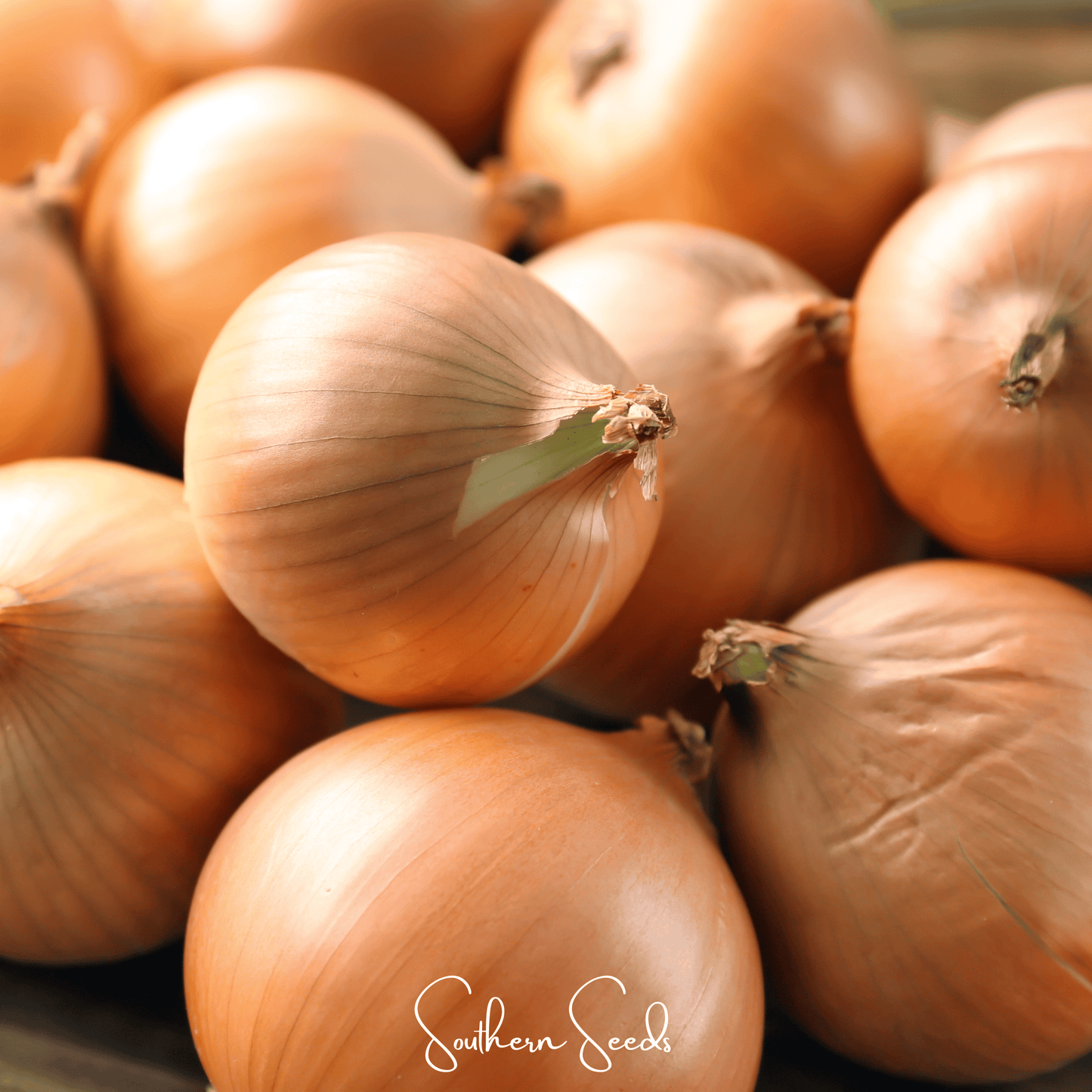 Texas Grano Early Onion – 200 Seeds