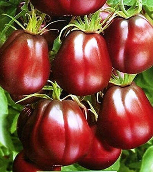 Organic Black Truffle Japanese Tomato Seeds - Non GMO - Easy to Grow Vegetable Garden