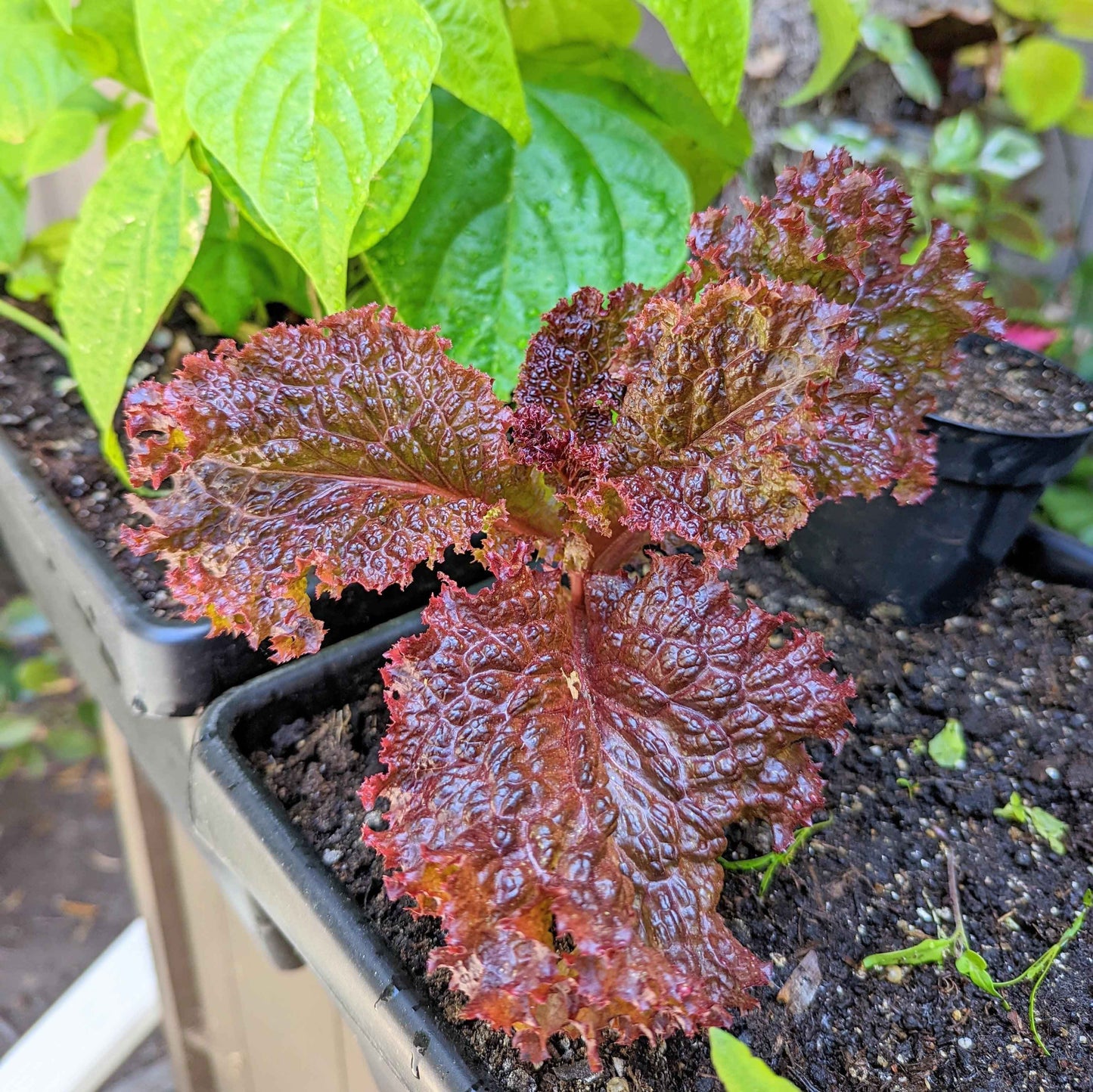 Red leafy plant in a pot with soil and green leaves in the background
