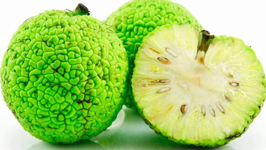Osage Orange Tree - 20 Heirloom Seeds - Non GMO Seeds