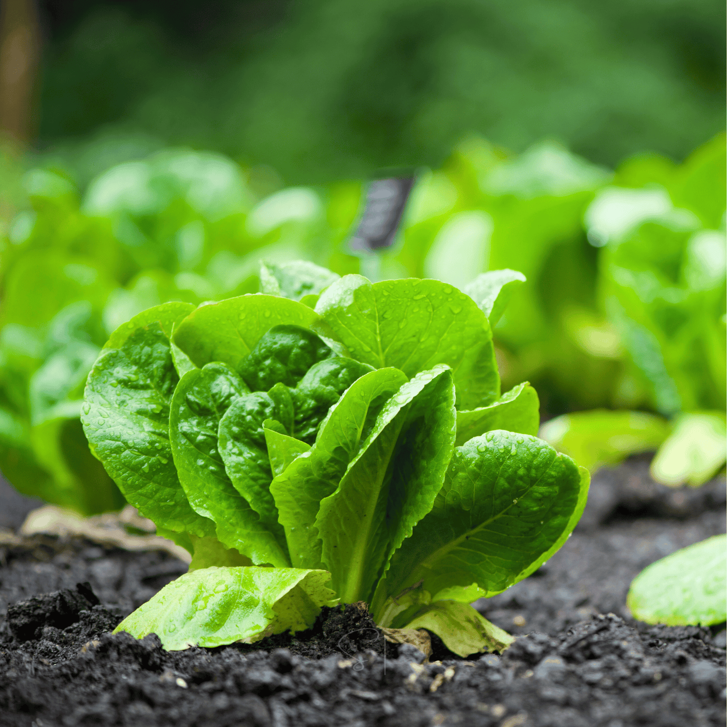 Close-up of a green leafy lettuce growing in soil with a blurred natural background