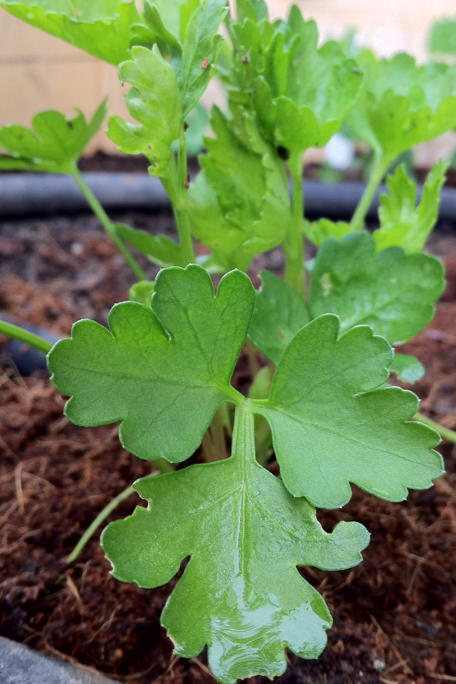 Close-up of green leafy parsley plants growing in soil