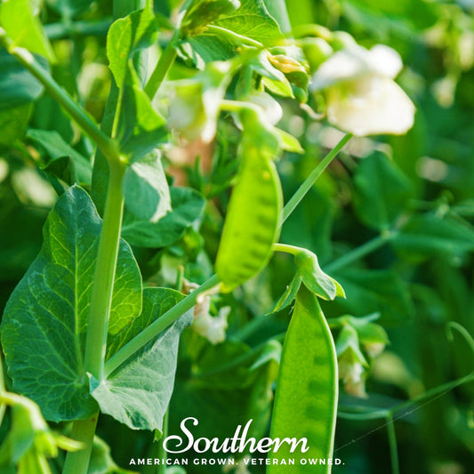 Green pea plants with flowers and pods, featuring the 'Southern' brand.