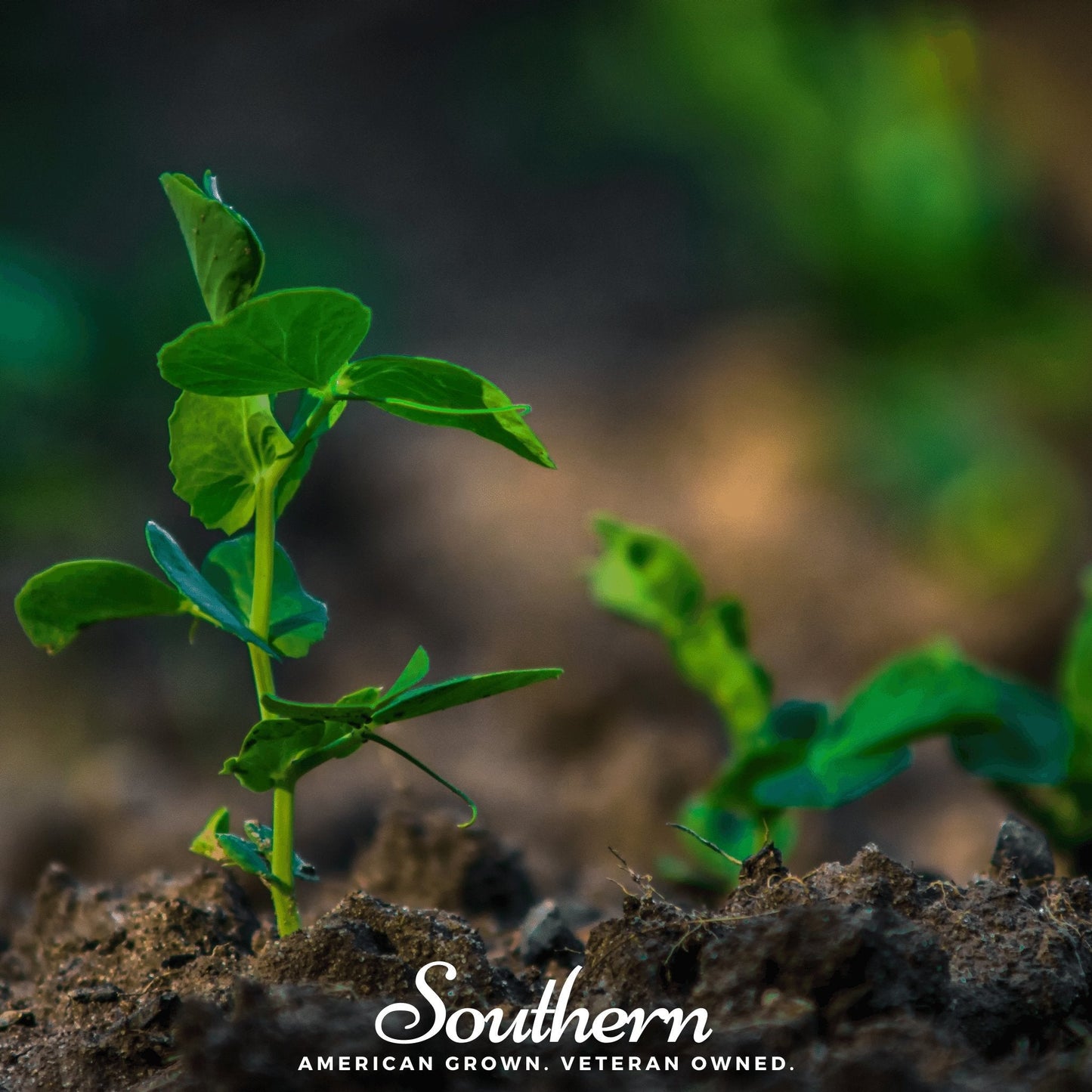 Young plant growing in soil with 'Southern' brand logo and text.