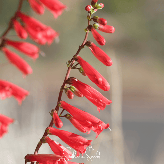 Close-up of red penstemon flowers with a blurred background