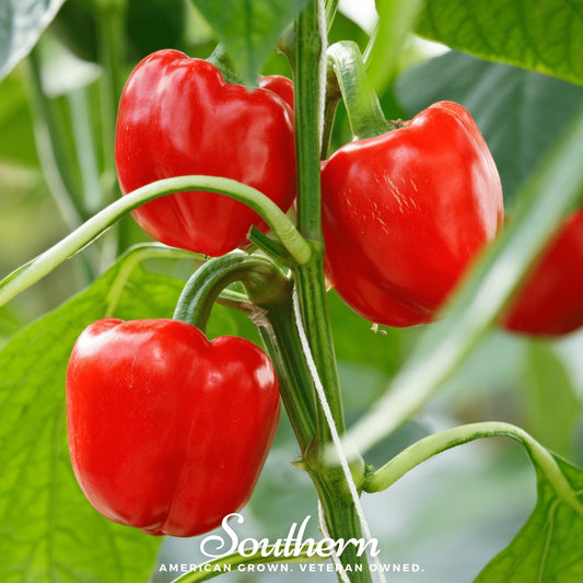 Red peppers growing on a plant with 'Southern' branding.