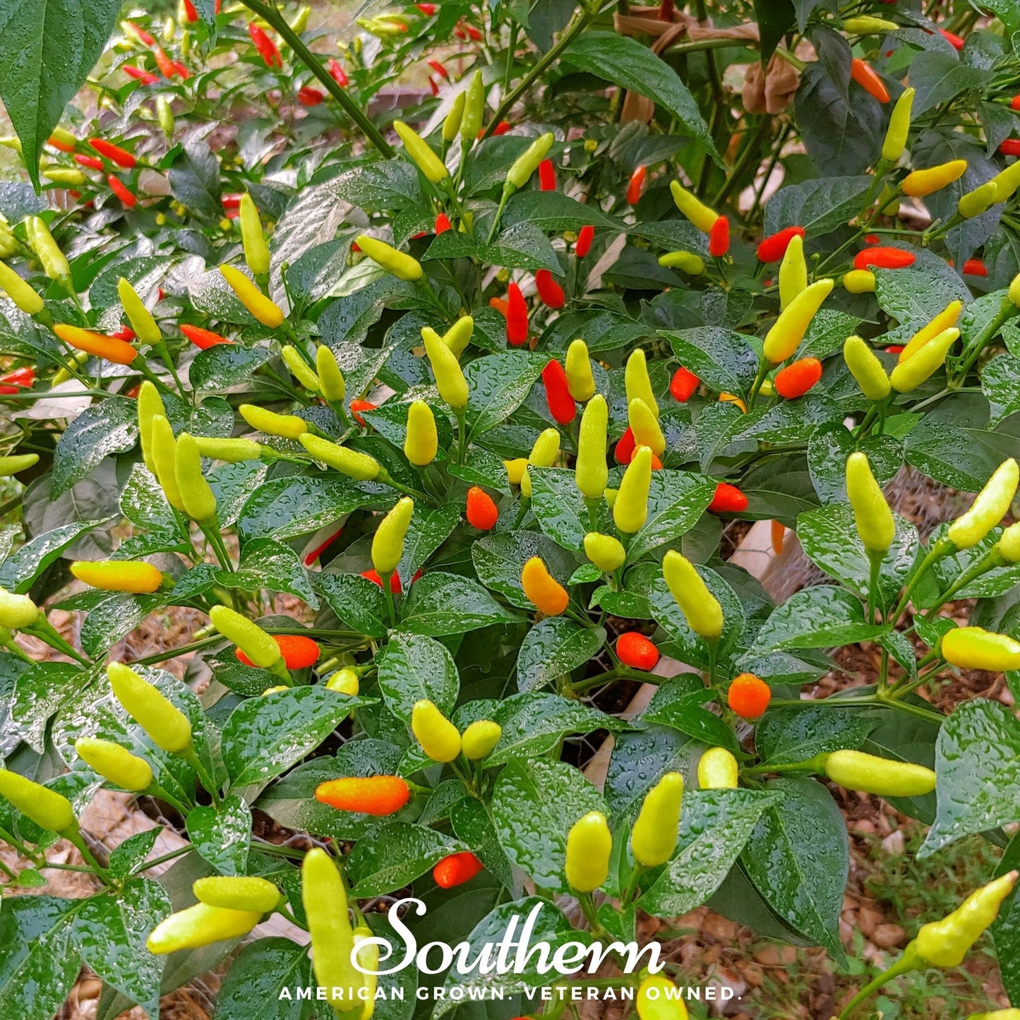 Growth of yellow and red peppers on a plant with 'Southern' branding.