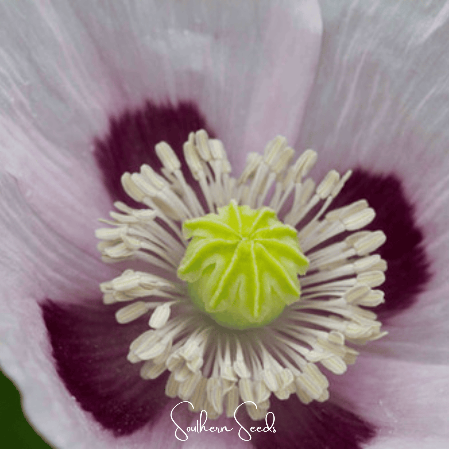 Close-up of a flower with a central yellow structure and pink and purple petals.