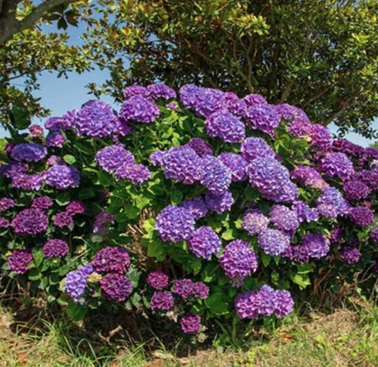 Purple Hydrangea Seeds - Beautiful Attractive Showy and Hardy Perennial Flowers