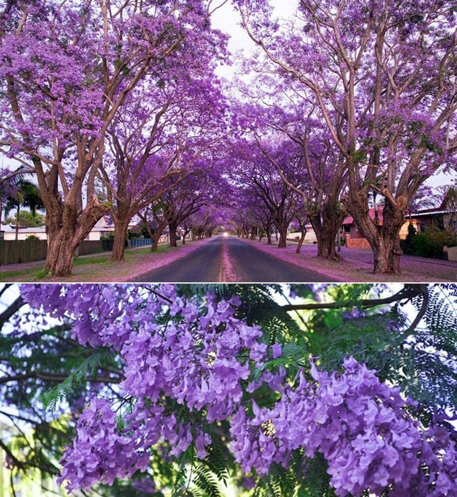 Purple Jacaranda - 20 Seeds - Mimosifolia Purple Flowers Tree