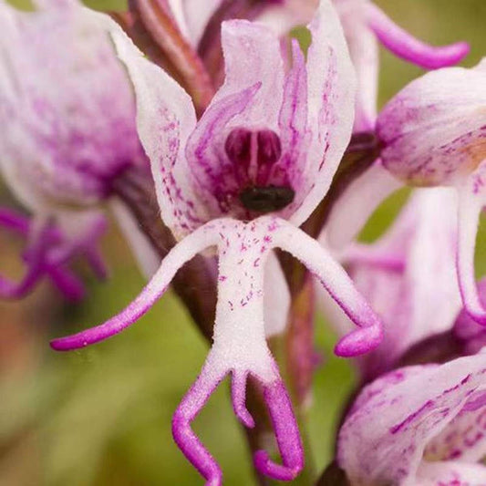 Close-up of a pink and white orchid flower with a blurred green background