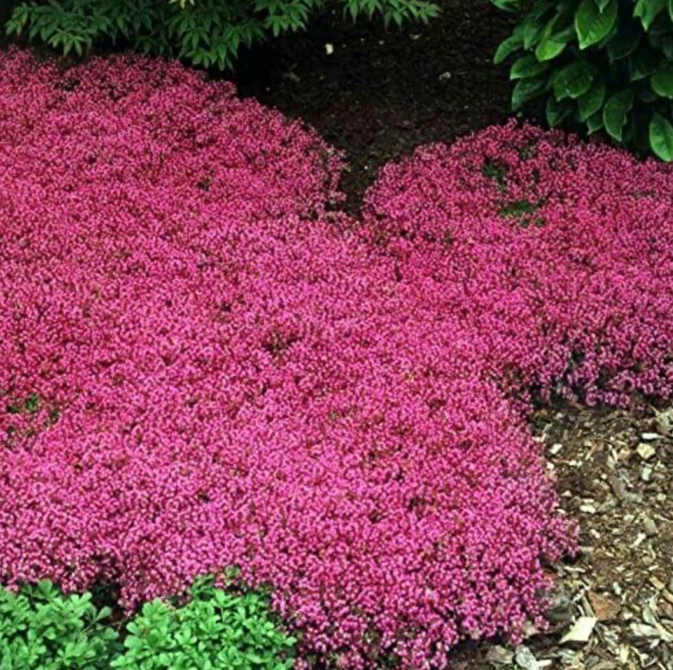 Pink ground cover with green plants in the background