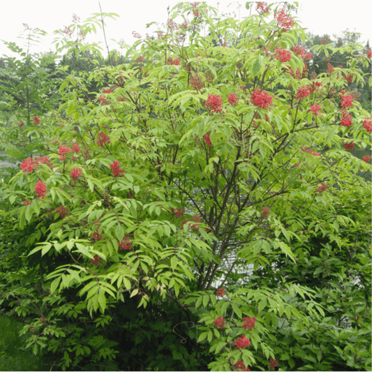 Elderberry tree with green leaves and red berries in a natural setting