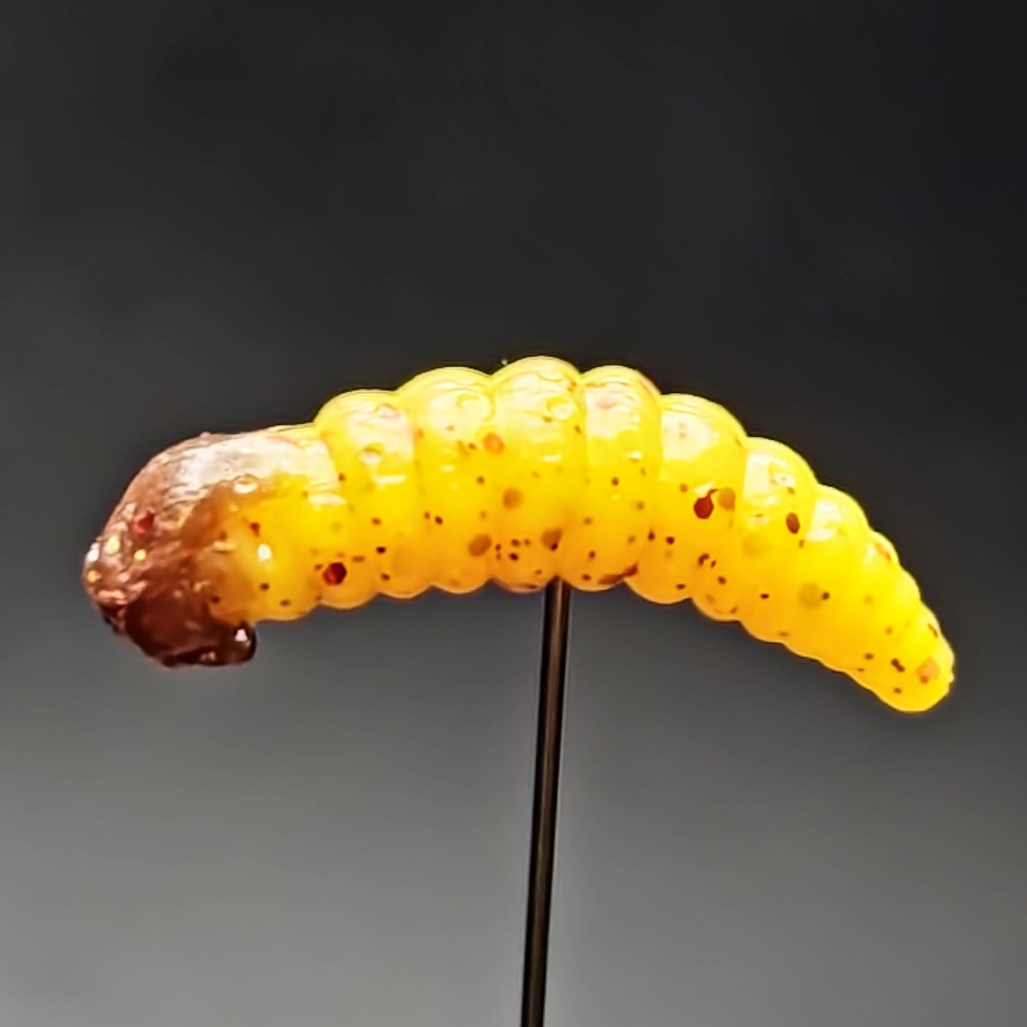 Yellow larva on a gray background