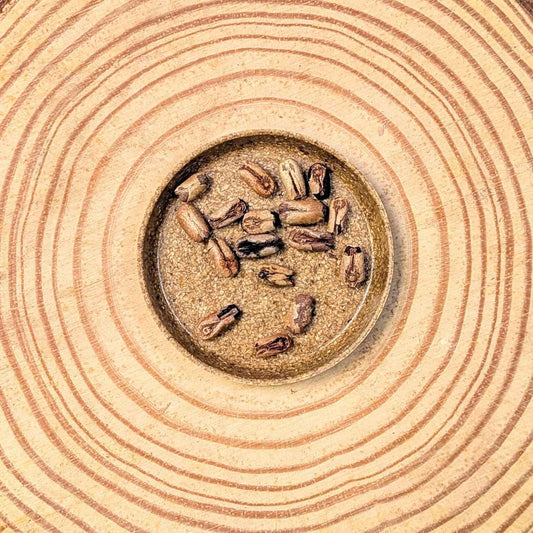 Phoenix Robelenii 'Pygmy Date Palm' Seeds