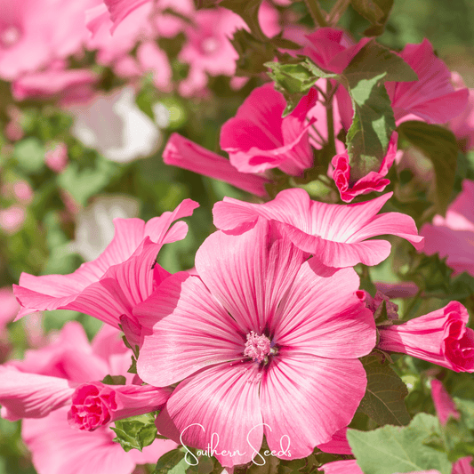 Close-up of pink Rose Mallow flowers with green leaves in a garden setting.