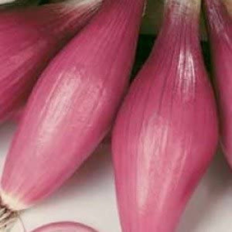 Rossa Lunga Torpedo Onion - 200 Seeds - Heirloom Italian Variety