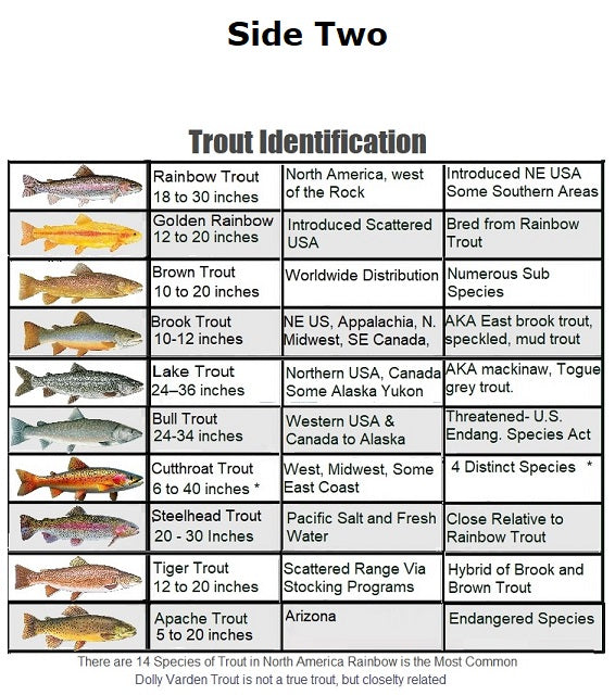 Side Two Common Trout of North America
