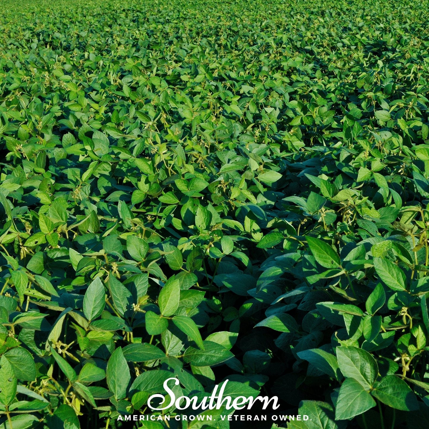 Field of green soybean plants with 'Southern' branding at the bottom.