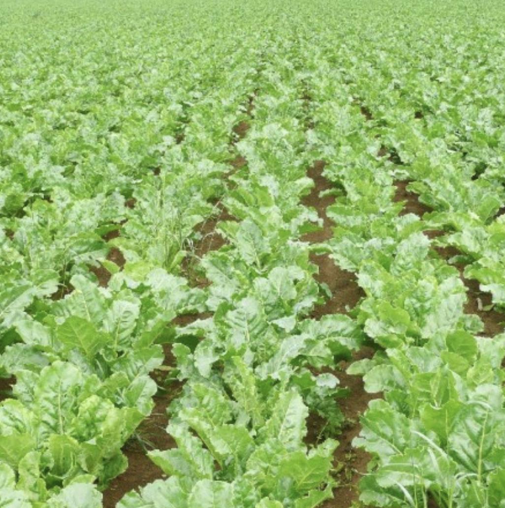 Field of Sugar Beet plants growing in rows