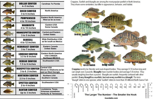 Common Sunfish, Bluegills and Crappies of North America