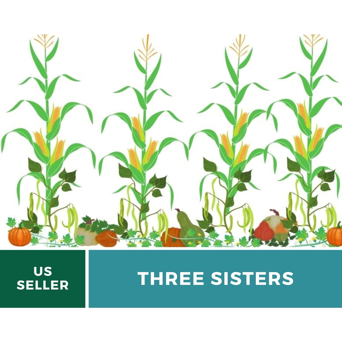 Three Sisters Seed Collection – Native American Farming – Corn, Bean, Squash