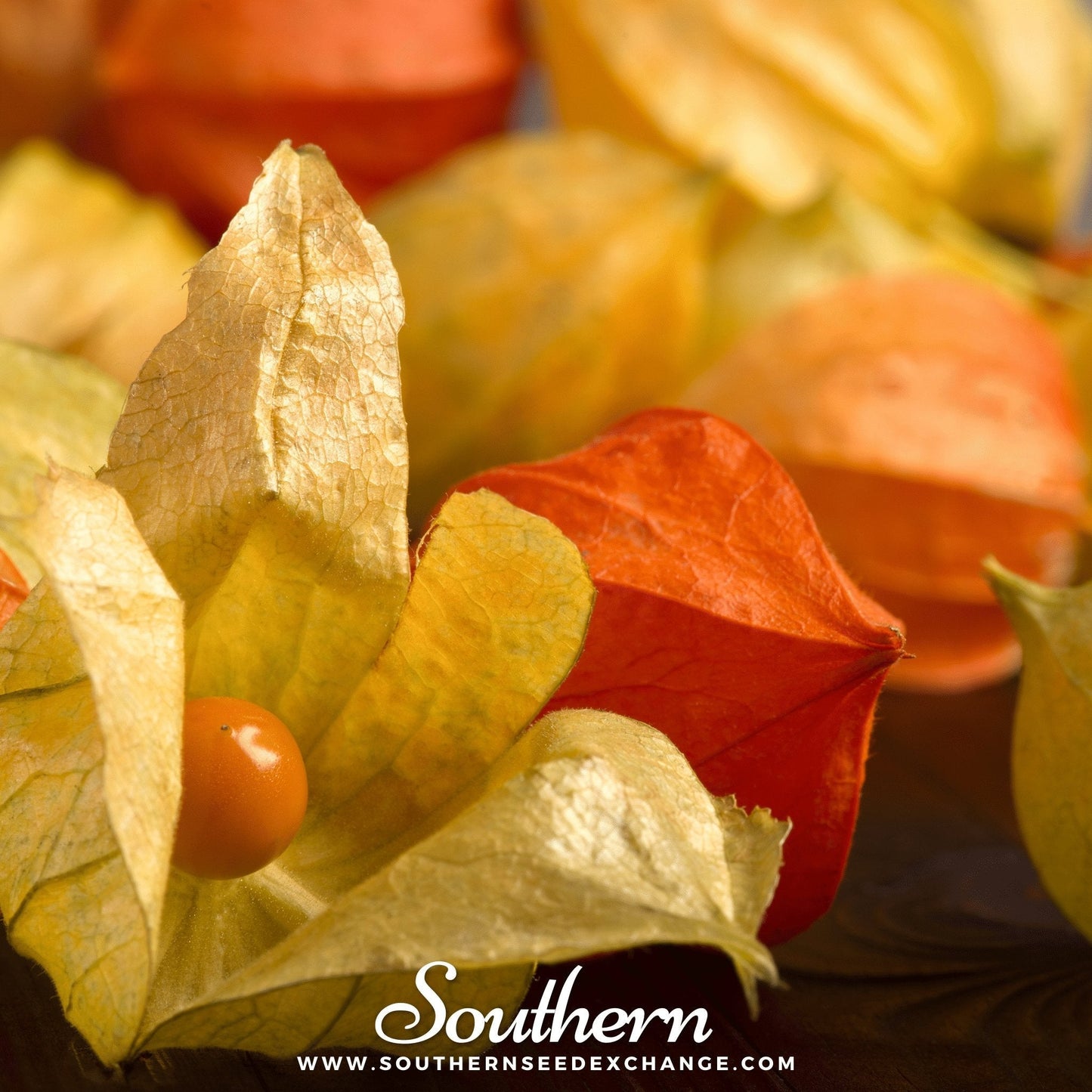Physalis fruit with Orange Tomatillo and yellow leaves, blurred background, 'Southern' brand visible.