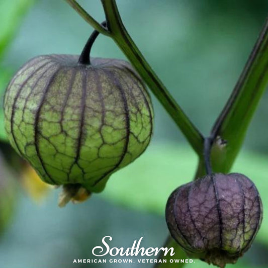 Green and purple husks of a tomatillo plant with 'Southern' branding.
