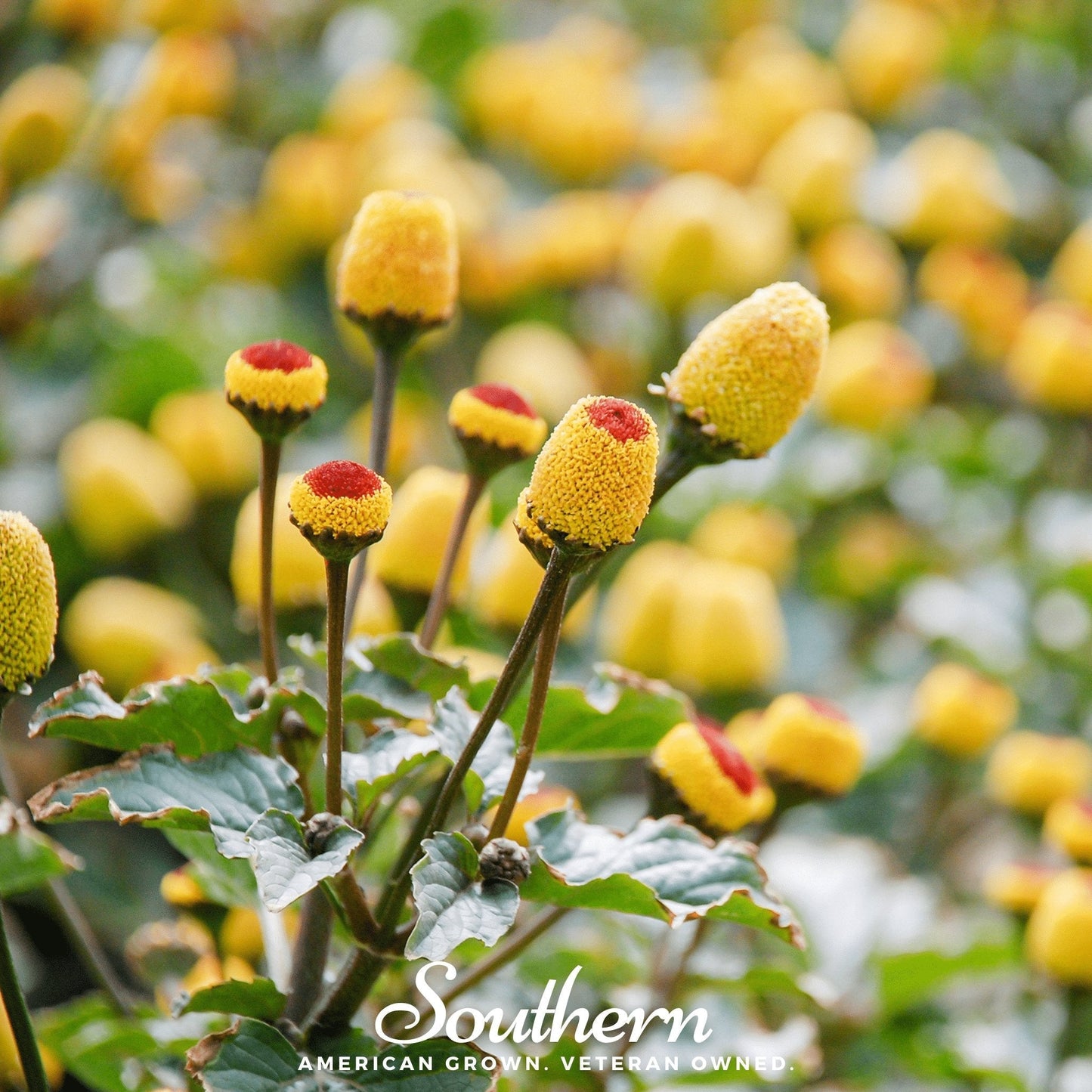 Close-up of yellow flowers with red centers on a blurred natural background, featuring the brand 'Southern'.