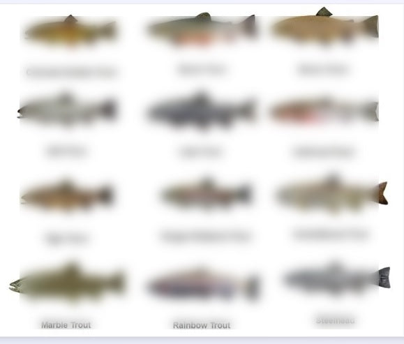 Common Trout of North America and Trout Fishing Tackle Guide