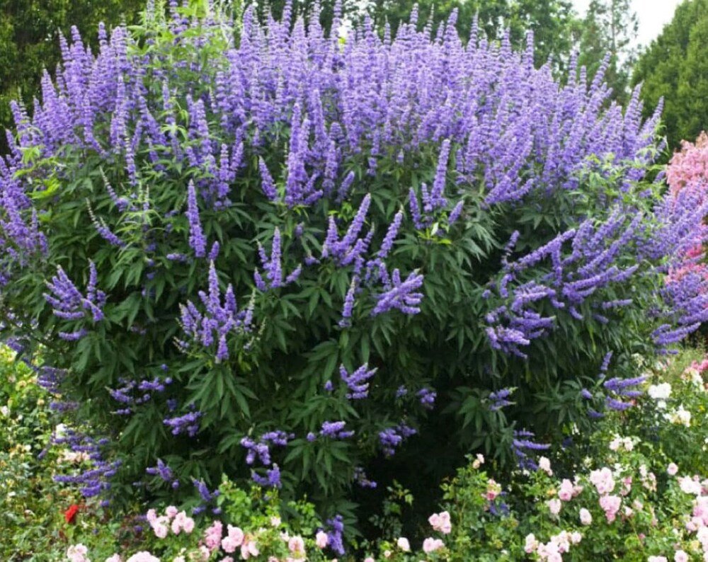 Vitex Angus - Chaste Tree, Purple Flowers. Bush with purple flowers in a garden setting