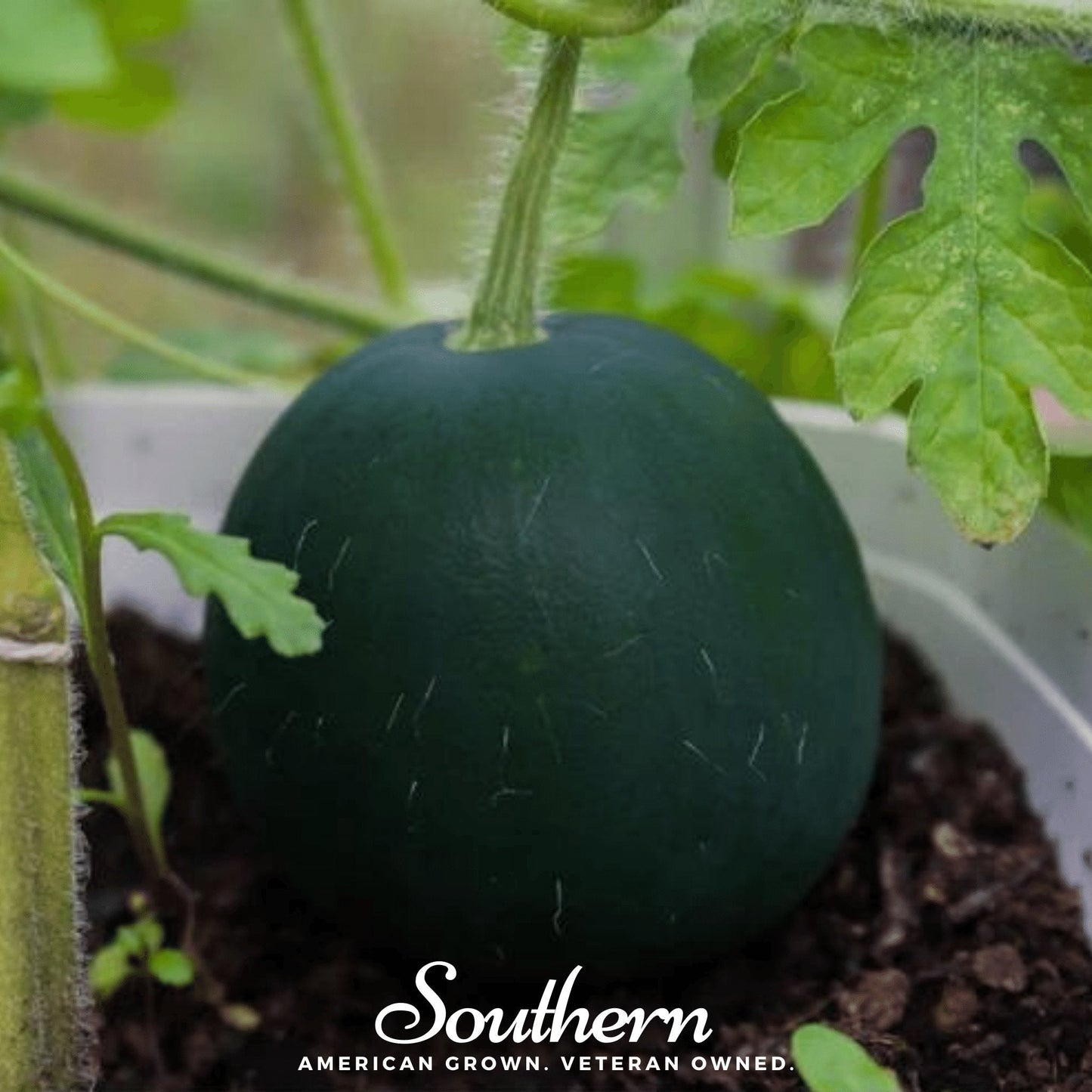 Sugar Baby Watermelon – 25 Seeds