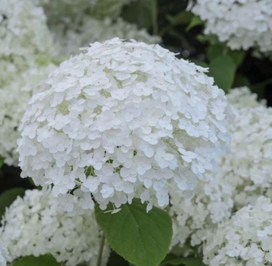 Close-up of a white hydrangea flower with green leaves.