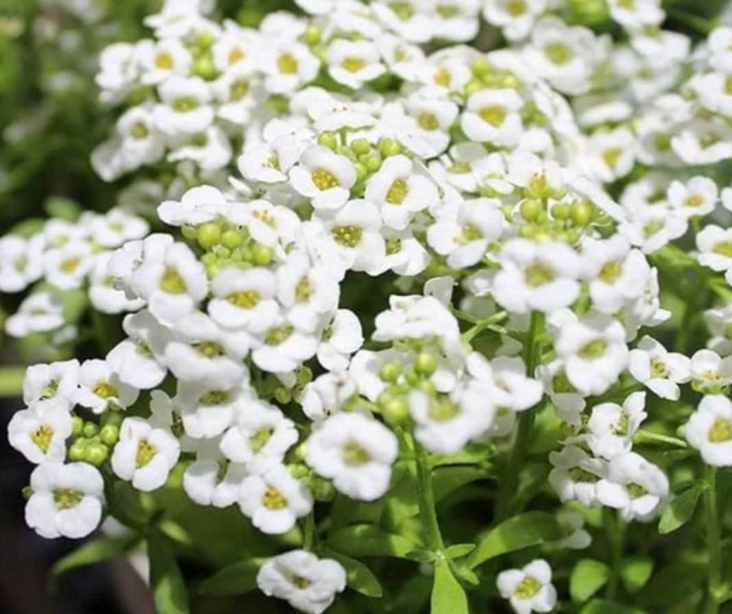 Close-up of white creeping thyme flowers with green leaves
