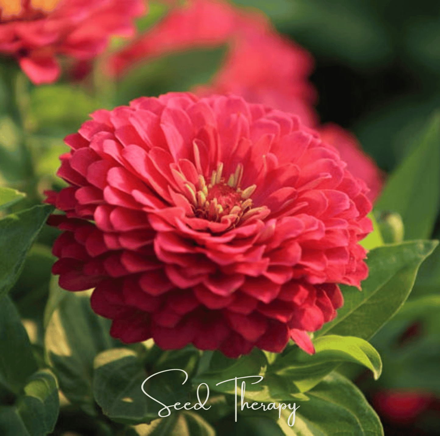 Close-up of a vibrant reddish Coral Zinnia flower with green leaves, featuring 'Seed Therapy' branding.
