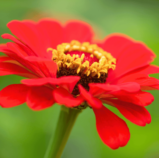 Close-up of a red zinnia flower with a yellow center on a blurred green background